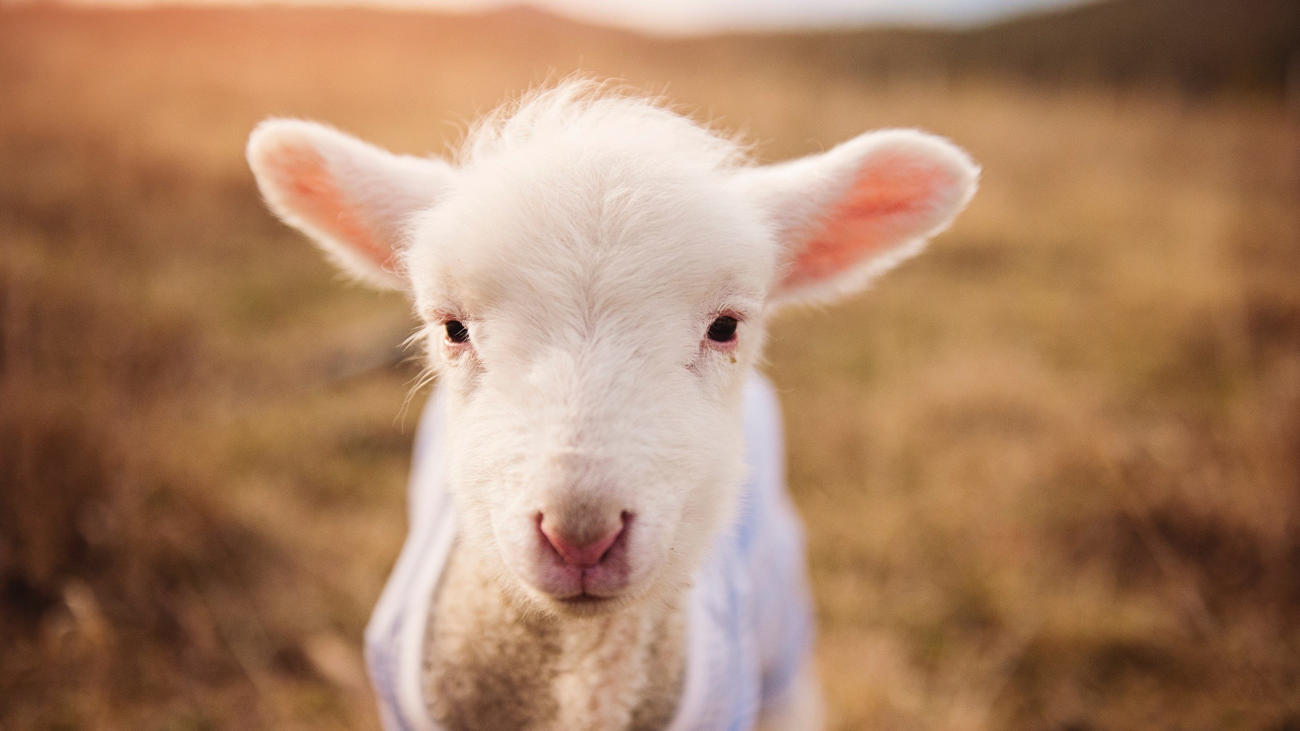 哈弗茨一锤定音,丹麦对阵加纳中,他用实力打破所有质疑